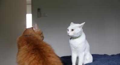 котка у дома