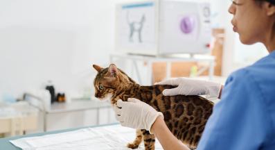 котка ветеринар