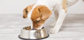 Как да въведете нова храна в диетата на кучето си
