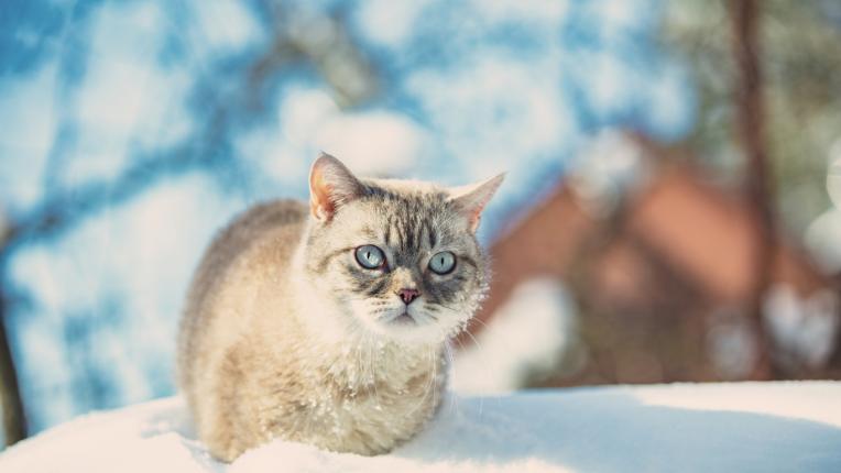  Дневен хороскоп за четвъртък, 19 януари 