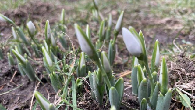 Необичайно топлата зима обърка природата (СНИМКИ)