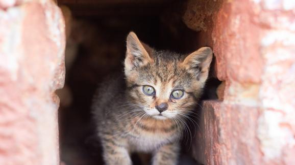 бездомно коте