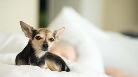 5 причини защо да споделяме леглото си с кучето си е страхотно!