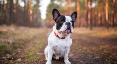 Френски булдог