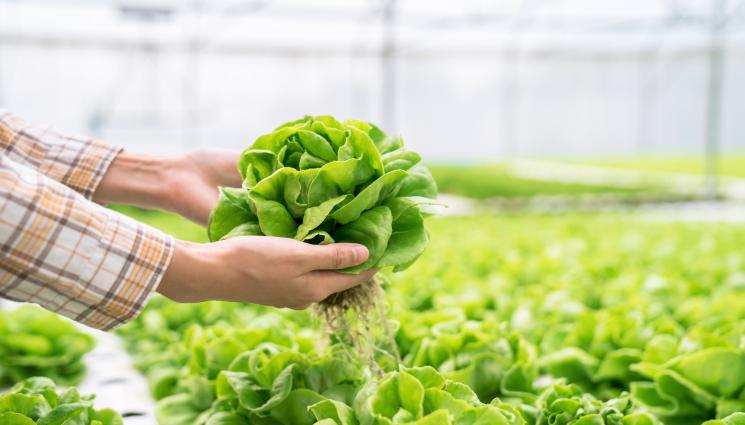 салата - Агро Телеграф: Салати изместиха доматите в оранжериите