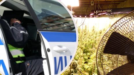 наркооранжерия