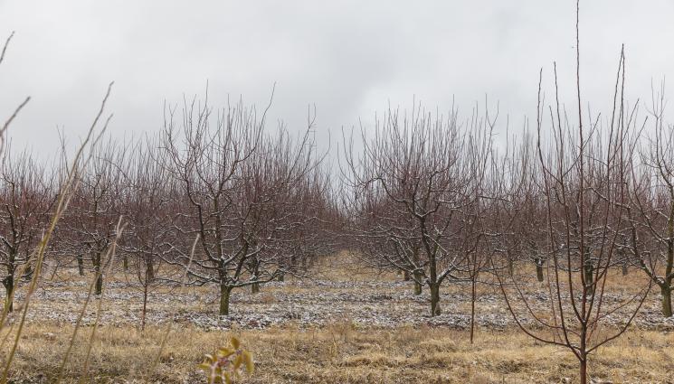 овошки - Агро Телеграф: Дунавските овощари: Дръвчетата са в добро състояние