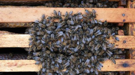УЖАСЯВАЩО: Хиляди пчели нападнаха къща, спретнаха си 45-килограмова пита!