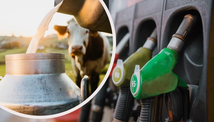 бензин мляко - ЧУВСТВАТ ЛИ СЕ КРАВАРИТЕ КАТО ШЕЙХОВЕ? Млякото по-скъпо от бензина