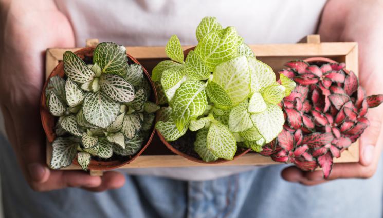 Фитония - Агро Телеграф: Фитонията не понася силното слънце