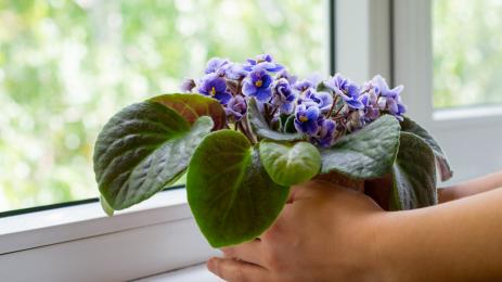 африканска виолетка