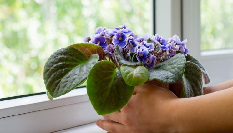 африканска виолетка - Агро Телеграф: Африканската виолетка да не се допира до прозореца