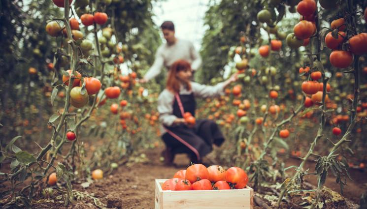 домати - Агро Телеграф: Агросубсидии до 100 бона без данък