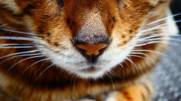 11 неща, които искате да знаете за мустаците на вашата котка