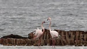 Преброиха рекордния брой от 2712 фламинги базирани в Атанасовско езеро