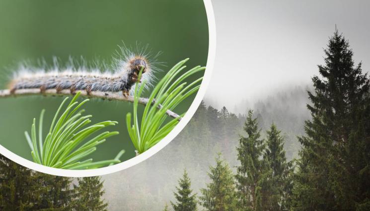 гъсеница борове - НАШЕСТВИЕ: Гъсеници налазиха боровите гори