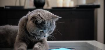 Могат ли котките да виждат екрана на телефона
