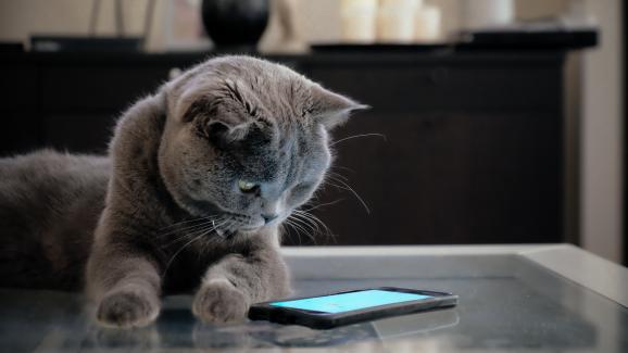 Могат ли котките да виждат екрана на телефона