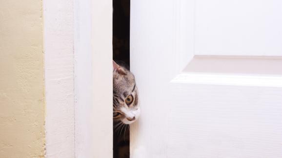Защо котките подават лапите си под вратите на банята