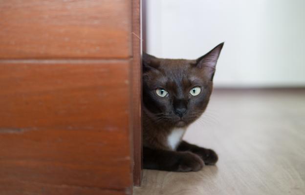 котка при врата
