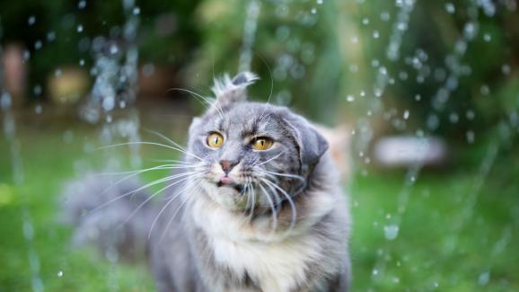Има ли котки, които обичат водата