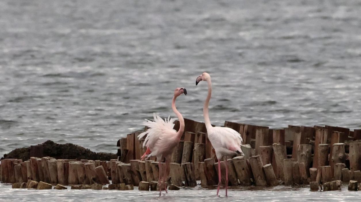  Атанасовското езеро празнува с близка среща с розово фламинго и други защитени видове
