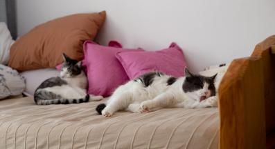 котки почистване на дома