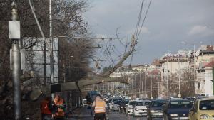 Огромно дърво падна на столичния булевард Цариградско шосе Инцидентът е