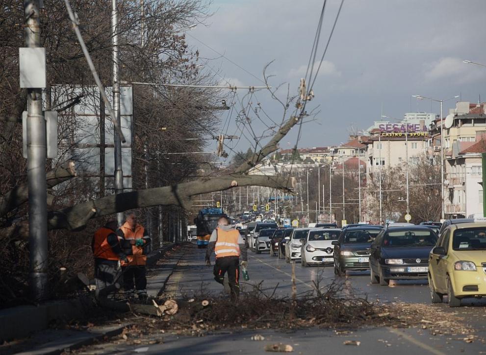 Огромно дърво падна на столичния булевард Цариградско шосе. Инцидентът е