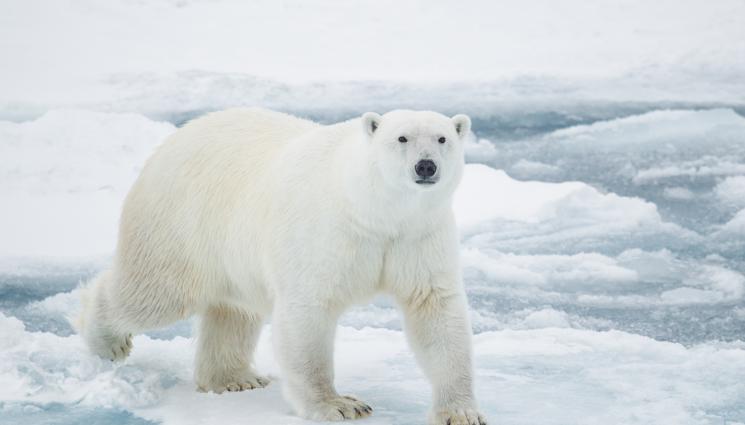 полярна мечка - ХОРЪР: Полярна мечка разкъса жена и дете