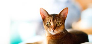 7 неща за Абисинските котки, които не знаете