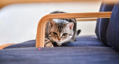 котка играе с лазер