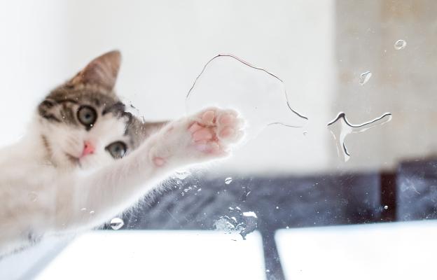 котка и купа за вода