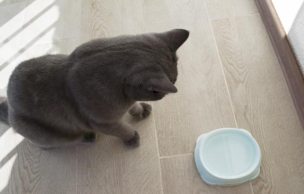 котка и купа за вода