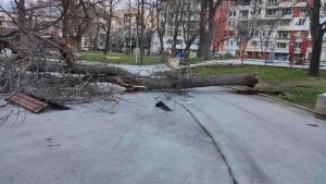 Община Враца обяви стойността на щетите които нанесе ураганният вятър