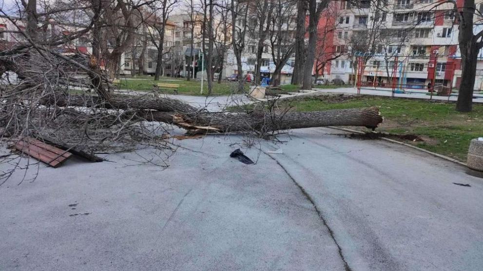 Община Враца обяви стойността на щетите, които нанесе ураганният вятър
