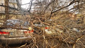 Дърво се стовари върху коли в Русе съобщиха от полицията