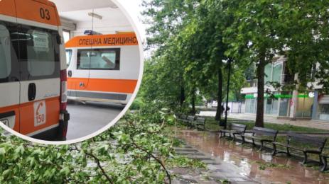 дървета линейка