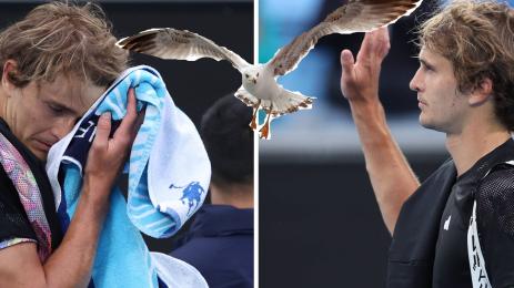 Зверев чайка