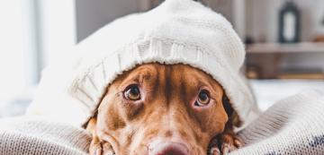 Как да осигурим комфорта на кучето през зимата без допълнително отопление