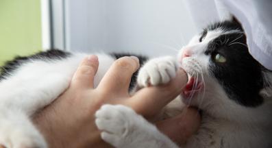 галене на котка