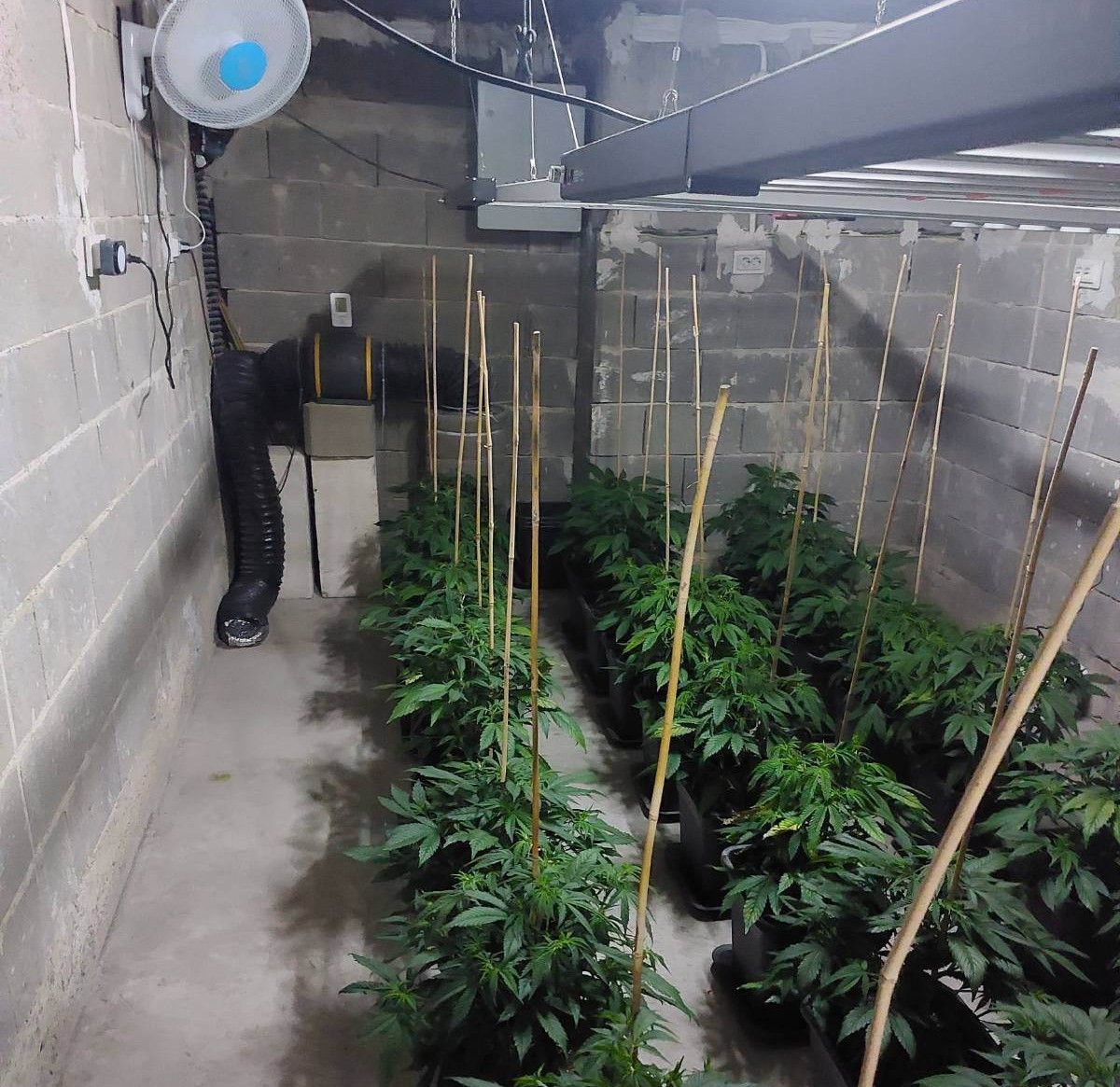 лаборатория канабис