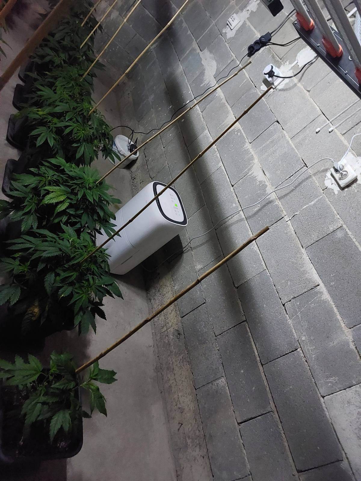 лаборатория канабис