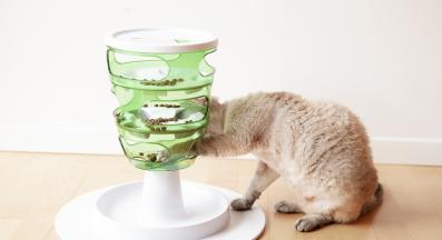 котка се храни