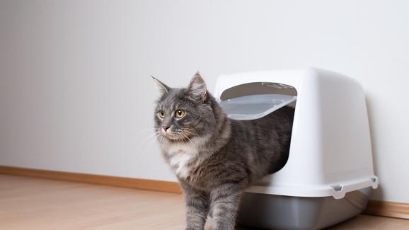 Защо котките се нуждаят от тоалетни
