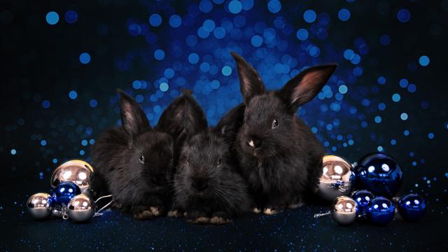 Годината на Черния воден заек: Какво вещае за всеки зодиакален знак