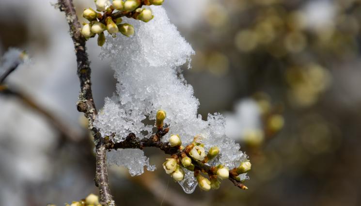 овошки - Агро Телеграф: Пшеница и овошки под угроза заради топлата зима и липса на валежи