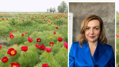 Айлин Хасан божури