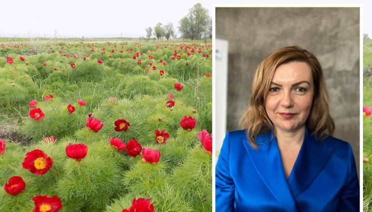 Айлин Хасан божури - Агро Телеграф: Айлин Хасан, държавен експерт в МОСВ: Държавата изкупува имоти заради рядък божур