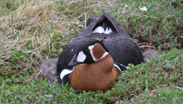 Червеногушата гъска зимува в България - Агро Телеграф: Дават пари за храна на червеногушата гъска